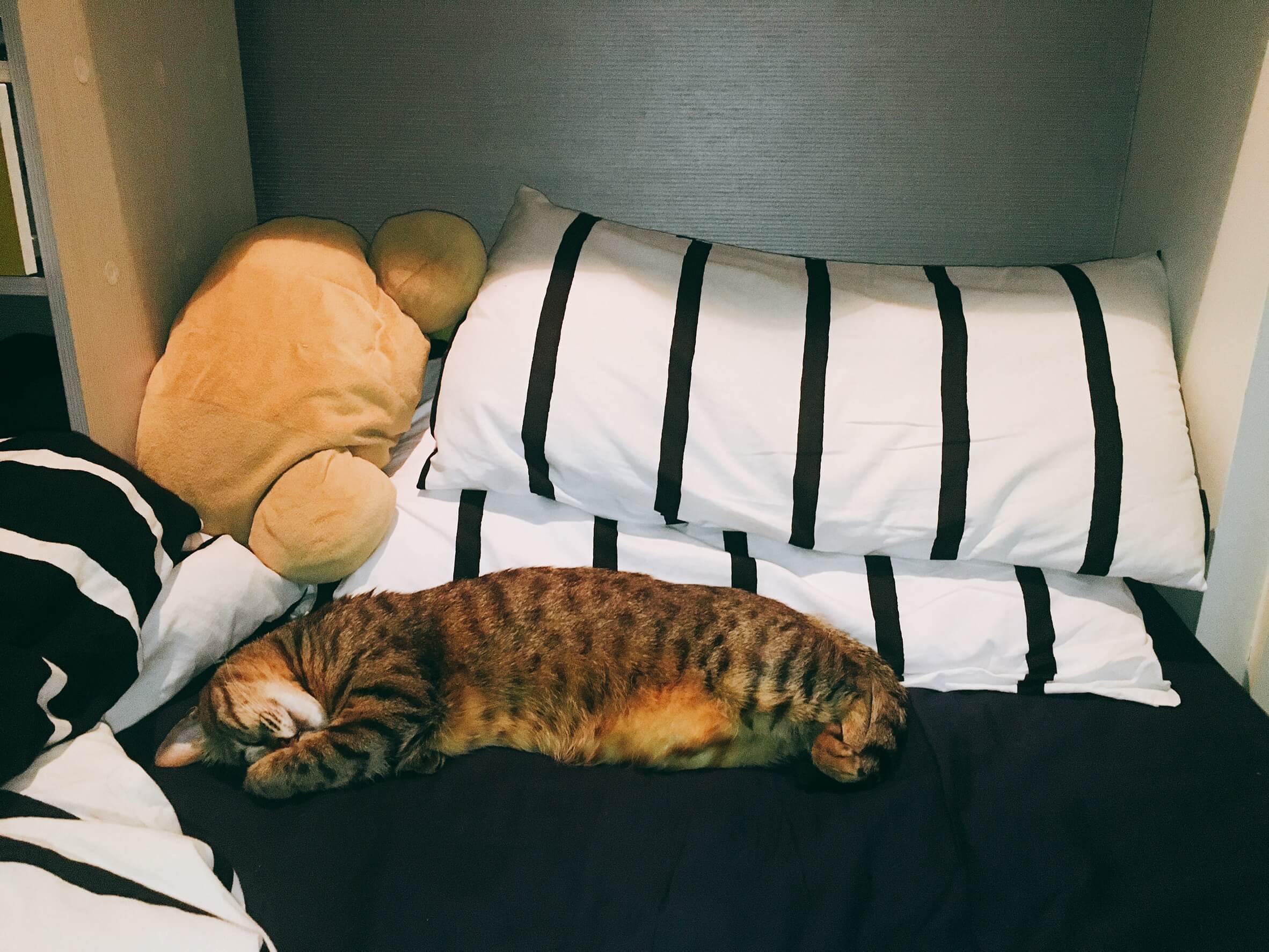 Read more about the article 你還睡不著嗎？5個維持健康睡眠的好習慣