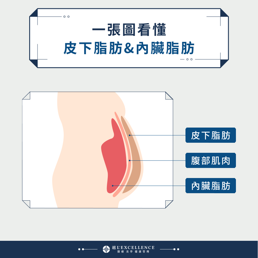一張圖看懂皮下脂肪&內臟脂肪